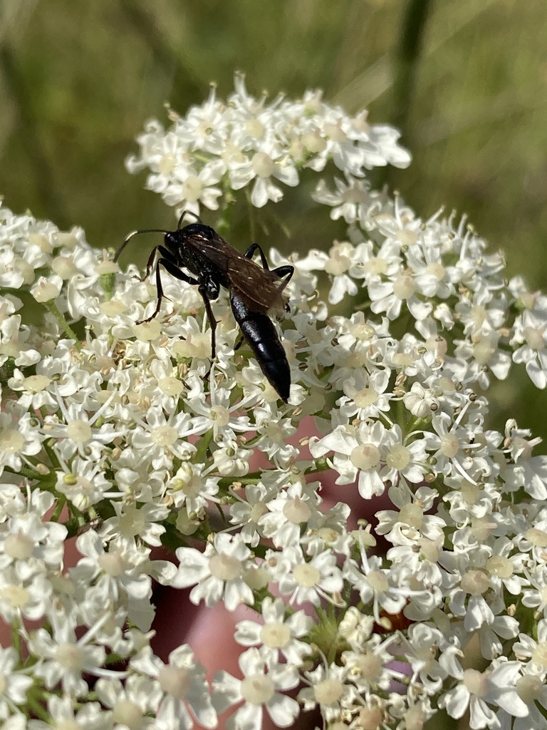 Stenichneumon culpator adsentator
