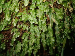 Symphyogyna subsimplex