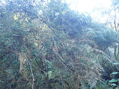 Rubus schmidelioides schmidelioides