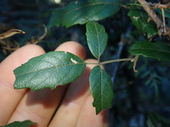 Rubus schmidelioides schmidelioides