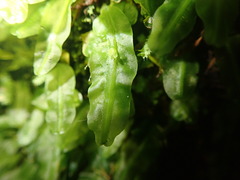 Symphyogyna subsimplex