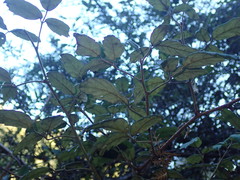 Rubus schmidelioides schmidelioides