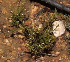 Thesium euphrasioides