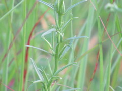 Triodanis leptocarpa