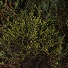Thesium commutatum