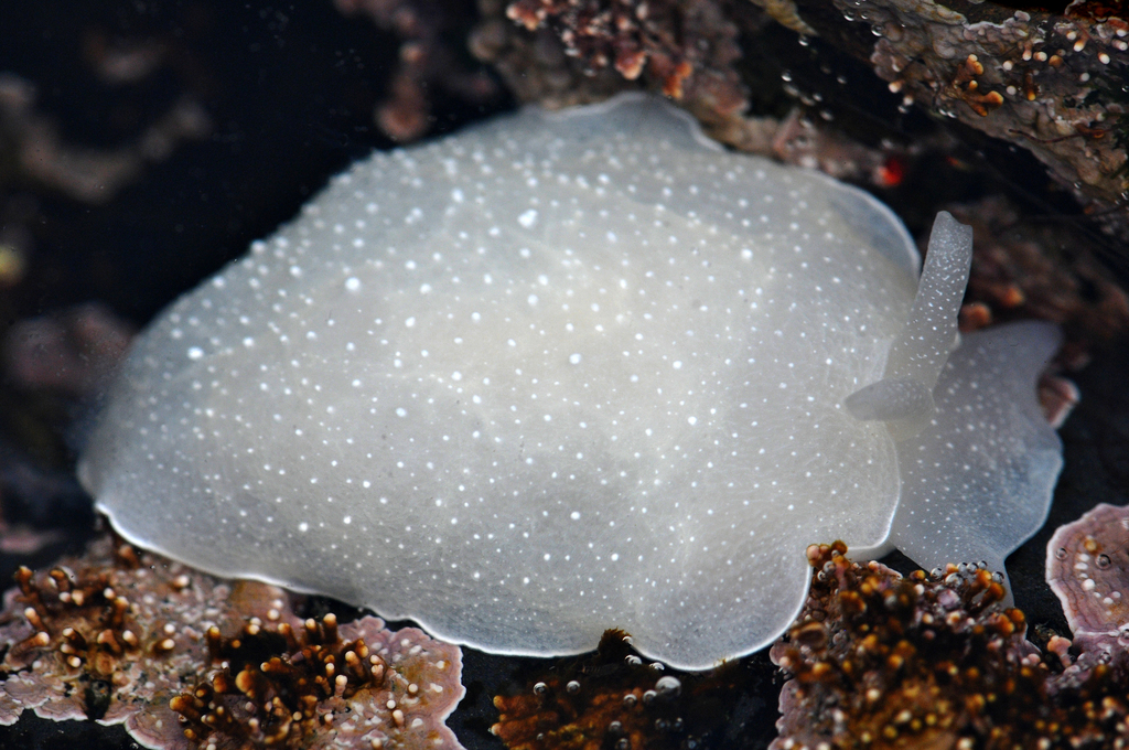 California Sidegill (Nudibranchs And Other Sea Slugs Of California ...