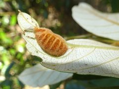 Insecta