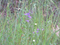 Triodanis leptocarpa