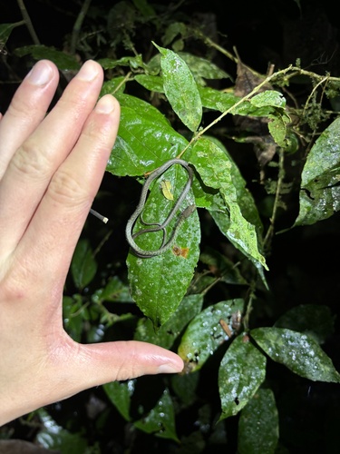 Copper Parrot-Snake