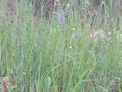 Triodanis leptocarpa