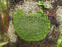 Pannaria pulverulacea