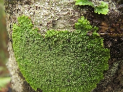 Pannaria pulverulacea