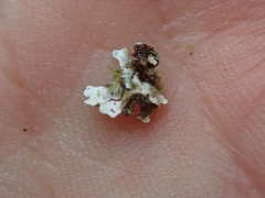 Pannaria pulverulacea