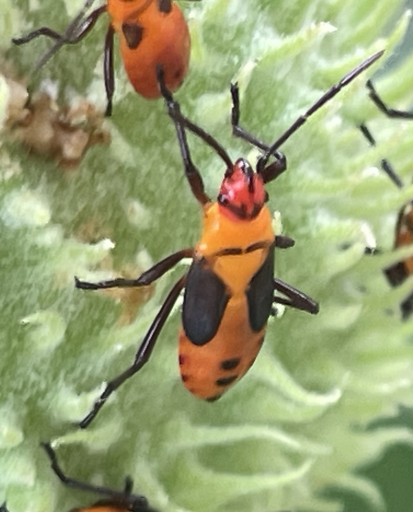 Large Milkweed Bug from Old Frederick Rd, Woodstock, MD, US on July 18 ...