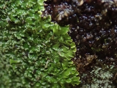 Pannaria pulverulacea