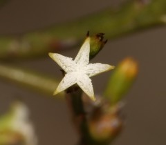 Thesium euphrasioides