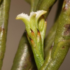 Thesium euphrasioides