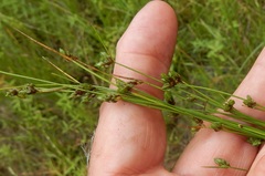 Isolepis carinata