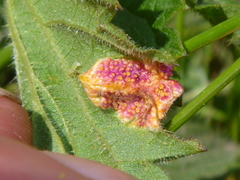 Puccinia urticata