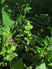 Glechoma hederacea