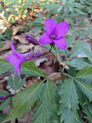 Cardamine glanduligera