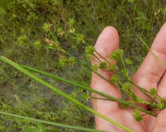 Juncus acuminatus