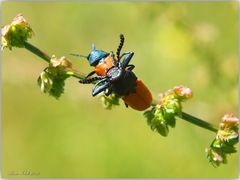 Labidostomis