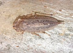 Stenocotis depressa