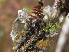 Leioderma pycnophorum