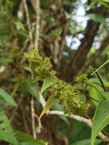 Croton decalobus