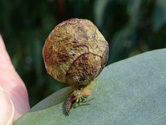 Salticidae