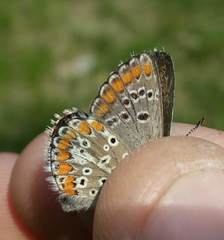 Aricia artaxerxes allous