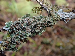 Leioderma pycnophorum