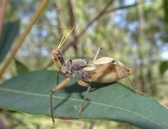 Pristhesancus plagipennis
