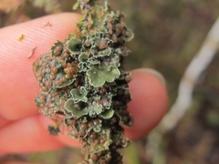 Leioderma pycnophorum