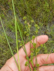 Juncus acuminatus