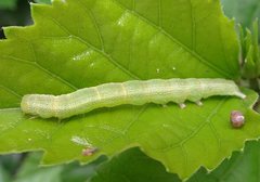 Lepidoptera