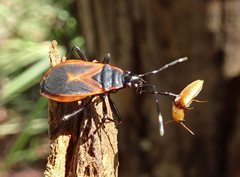 Dindymus circumcinctus