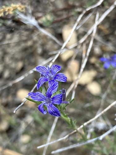 iNaturalist observation photo of Woollystars