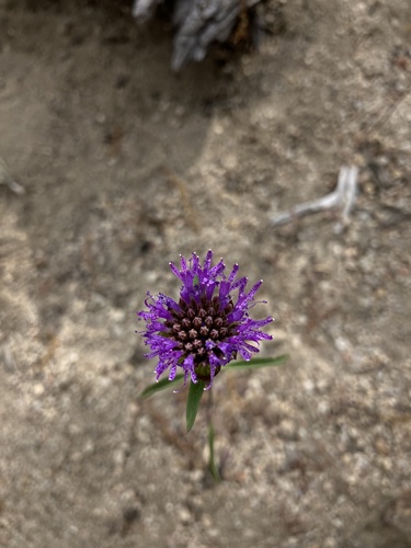 iNaturalist observation photo of Brewer's Monardella