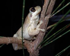 Litoria dentata