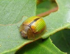 Paropsisterna hectica