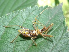 Pristhesancus plagipennis