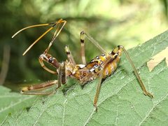 Pristhesancus plagipennis