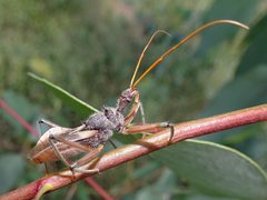 Pristhesancus plagipennis