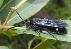 Laeviscolia frontalis