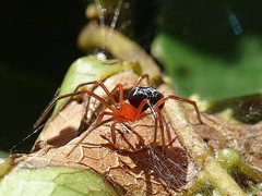 Dimidamus dimidiatus