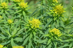 Euphorbia semivillosa