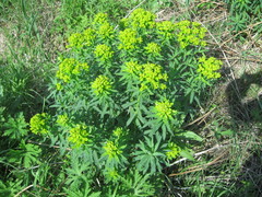 Euphorbia semivillosa