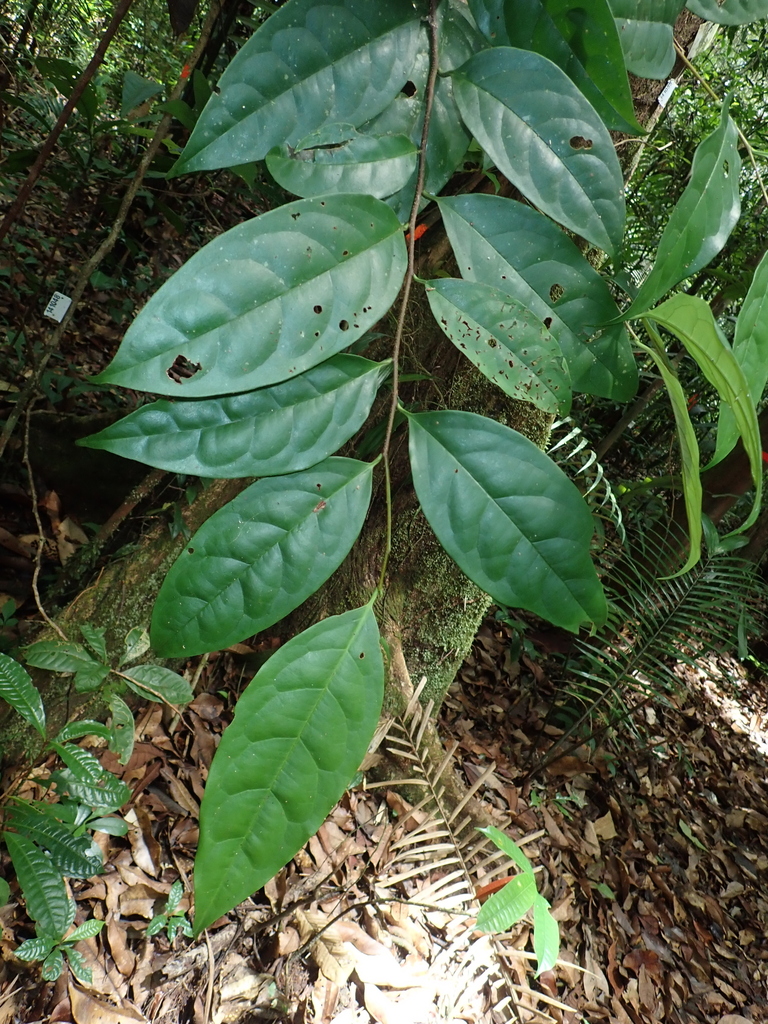 Prunus accumulans